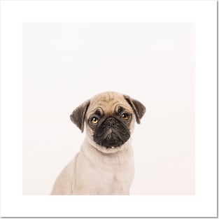 Puggly the Pug Dog Posters and Art